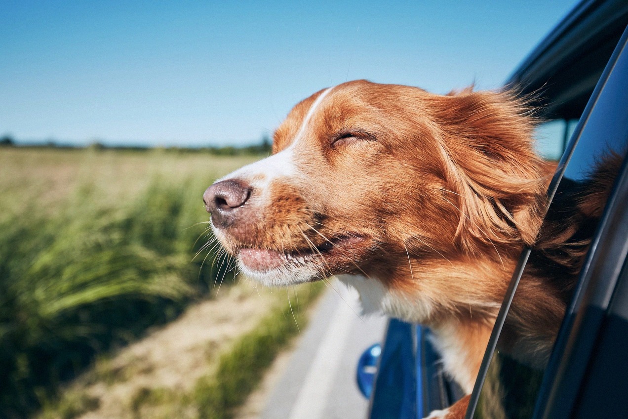 アイルランド行きフェリーに乗船する犬